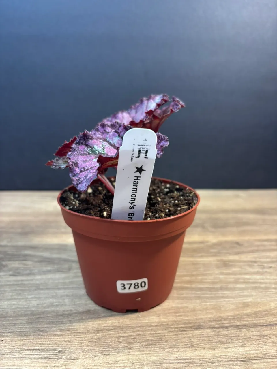 Begonia Bright Oasis 4” 3780 ($14) from @TyesTropicalTreasures