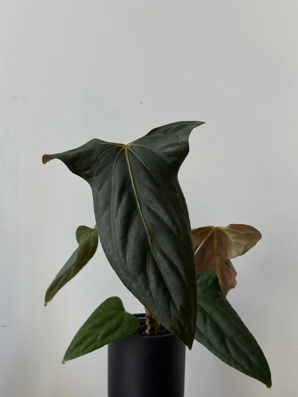 Anthurium papi fs x rvdp ($350) from @Hahaplant