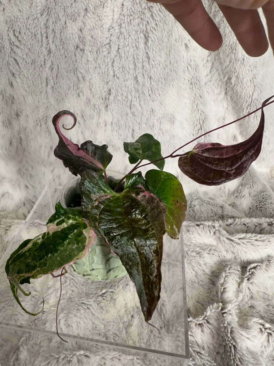 Dioscorea Aurora ($275) from @UnicornTulips