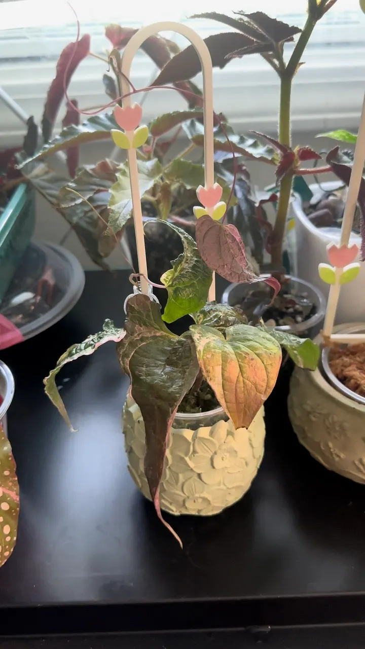 Dioscorea Aurora ($275) from @UnicornTulips
