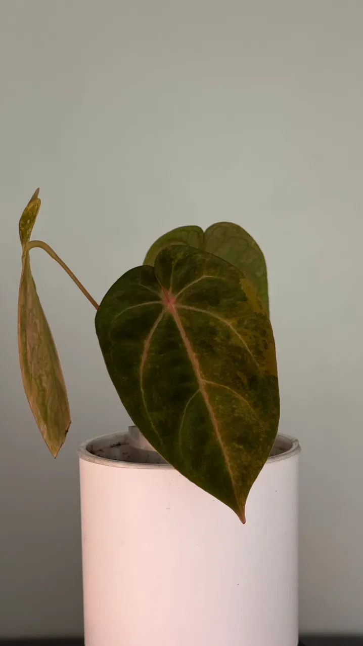 Anthurium papi fs x rvdp ($350) from @Hahaplant