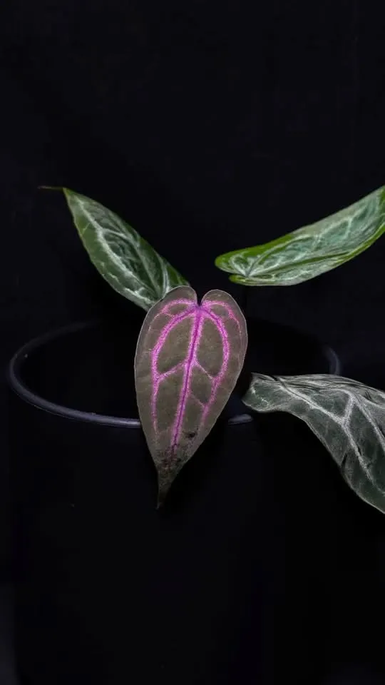 Anthurium papi fs x rvdp ($350) from @Hahaplant