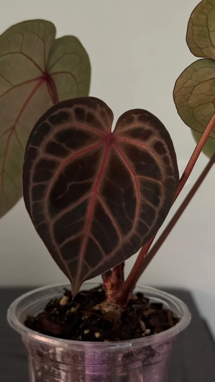 Anthurium papi fs x rvdp ($350) from @Hahaplant
