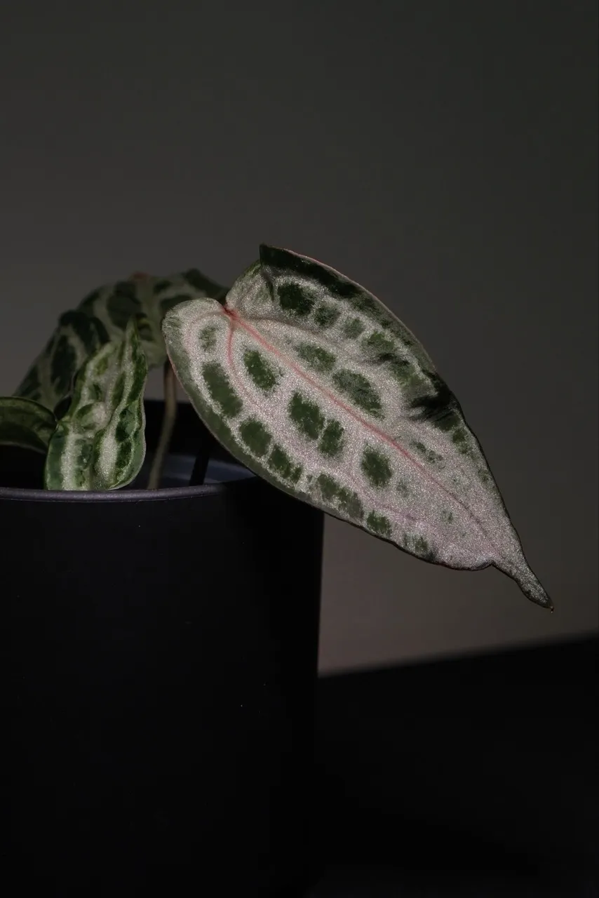 Anthurium papi fs x rvdp ($350) from @Hahaplant