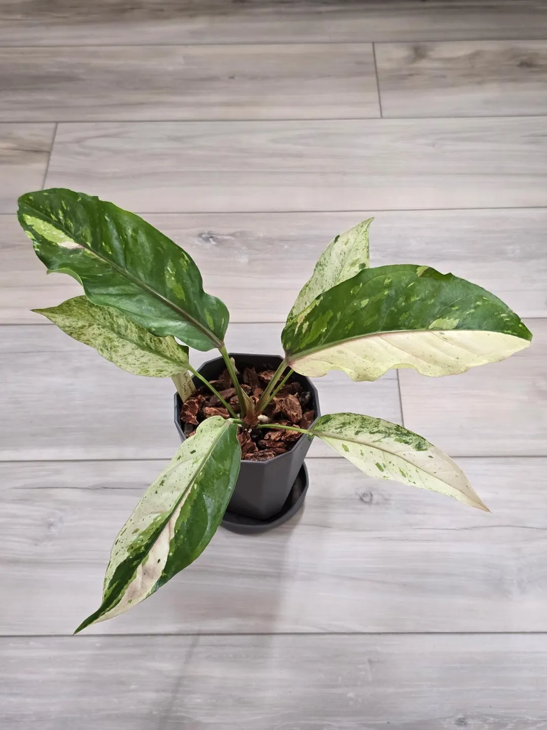 Anthurium Renaissance Variegated #521 ($100) from @LeafOfLuxury