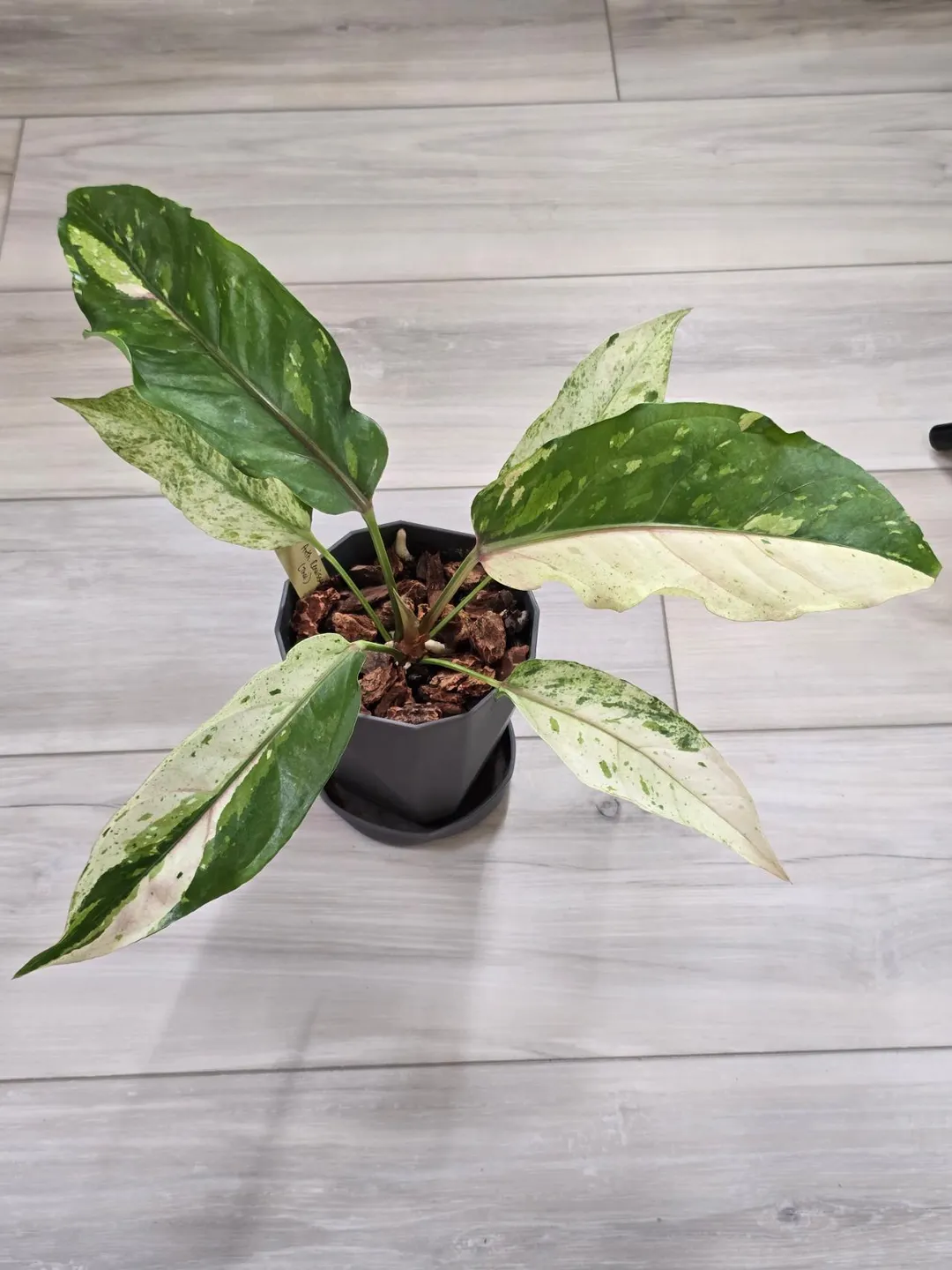 Anthurium Renaissance Variegated #521 ($100) from @LeafOfLuxury