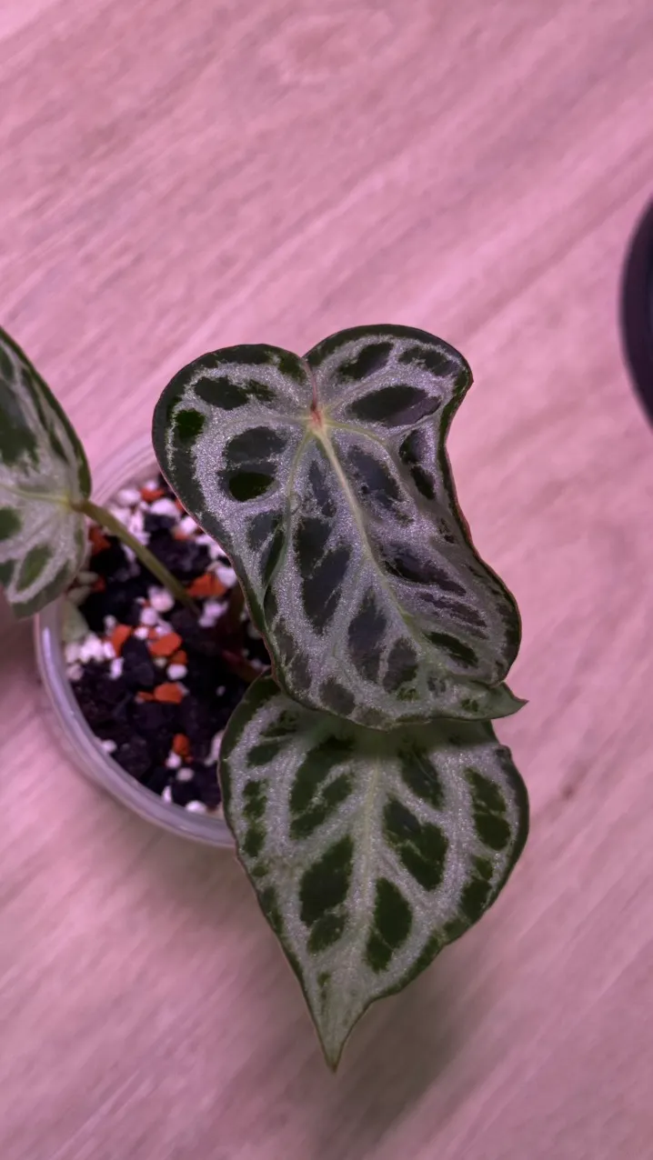 Anthurium FS × RVDP Anthurium papi fs x rvdp ($350) from @Hahaplant