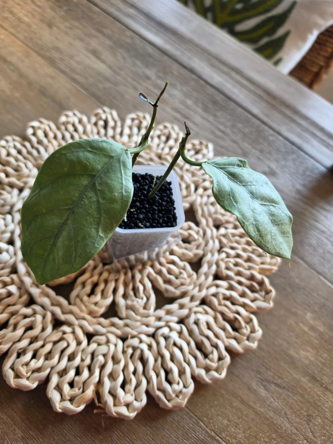 Hoya Coriacea Silver ($25) from @Leafandbloomco_hoyas