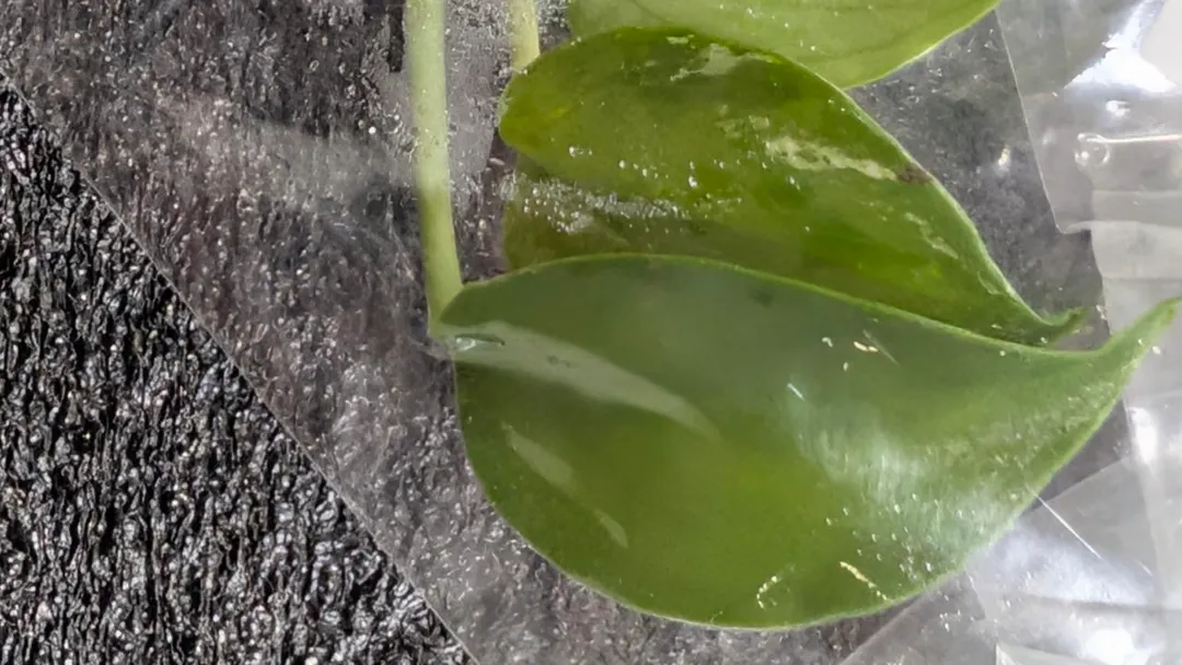Monstera Devil monster Grade B TC Grower's Choice variegation