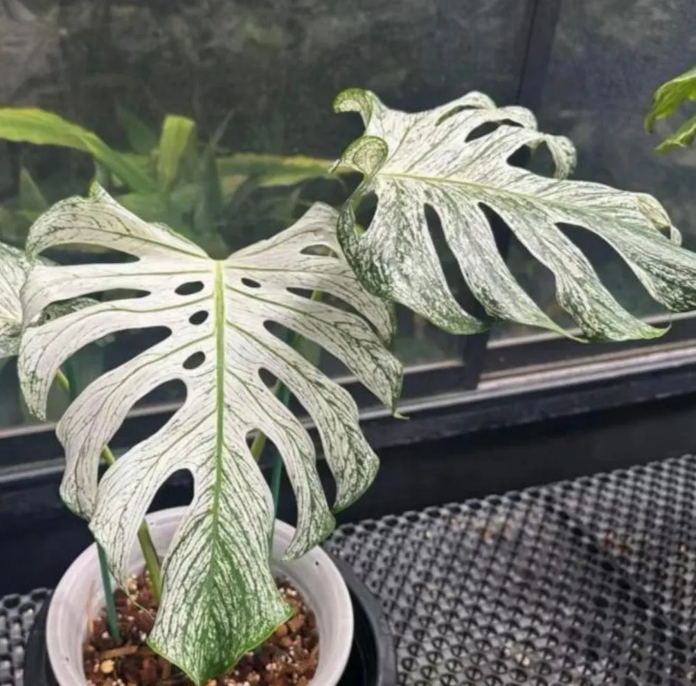 TC モンステラ・デビルモンスター　Devil monster Monstera “Devil Monster” TC GC ($65) from @SupremePlantCo