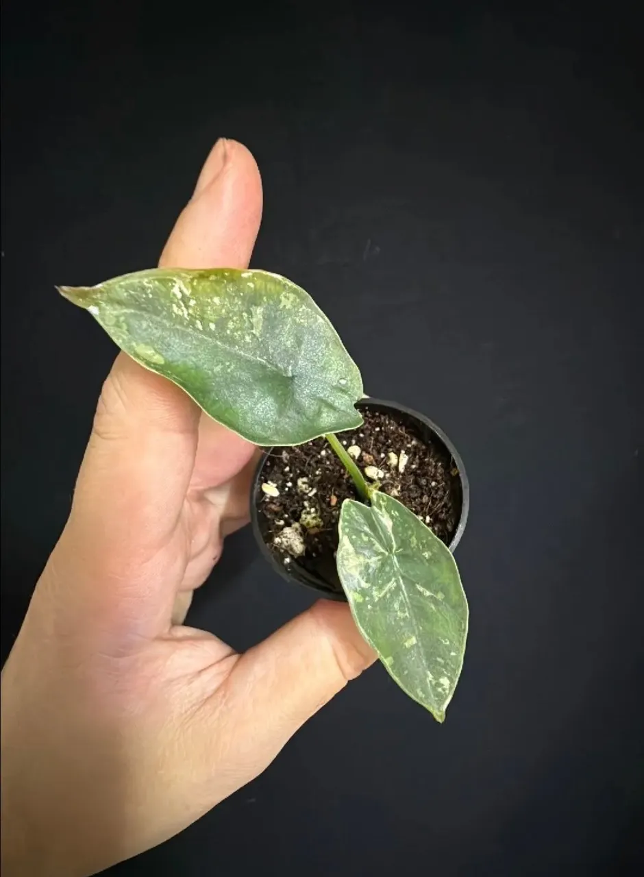 Mint Batwing Alocasia corm ($350) from @Sleasy_plants