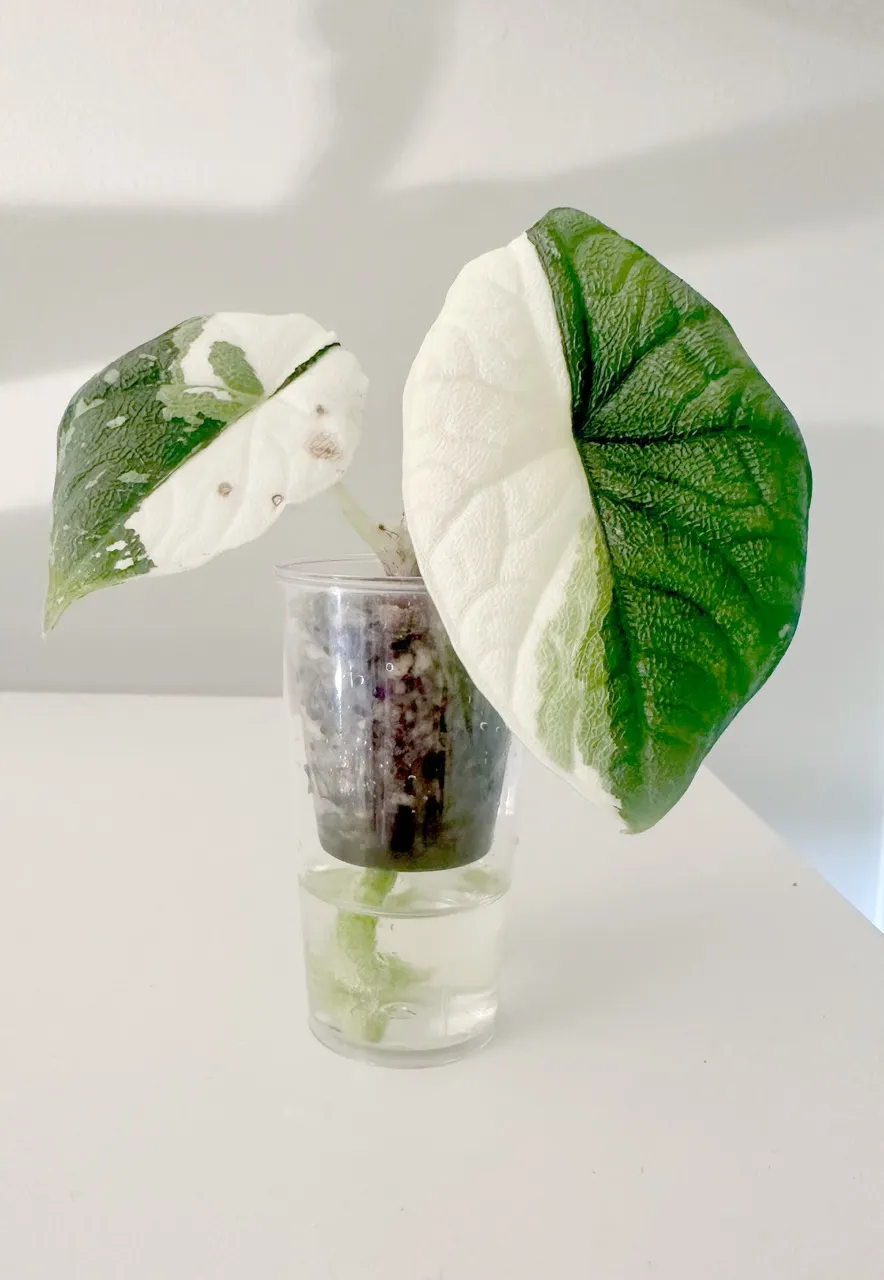 Pink Mint Cuprea Alocasia pup ($199) from @RareFloraBoutique