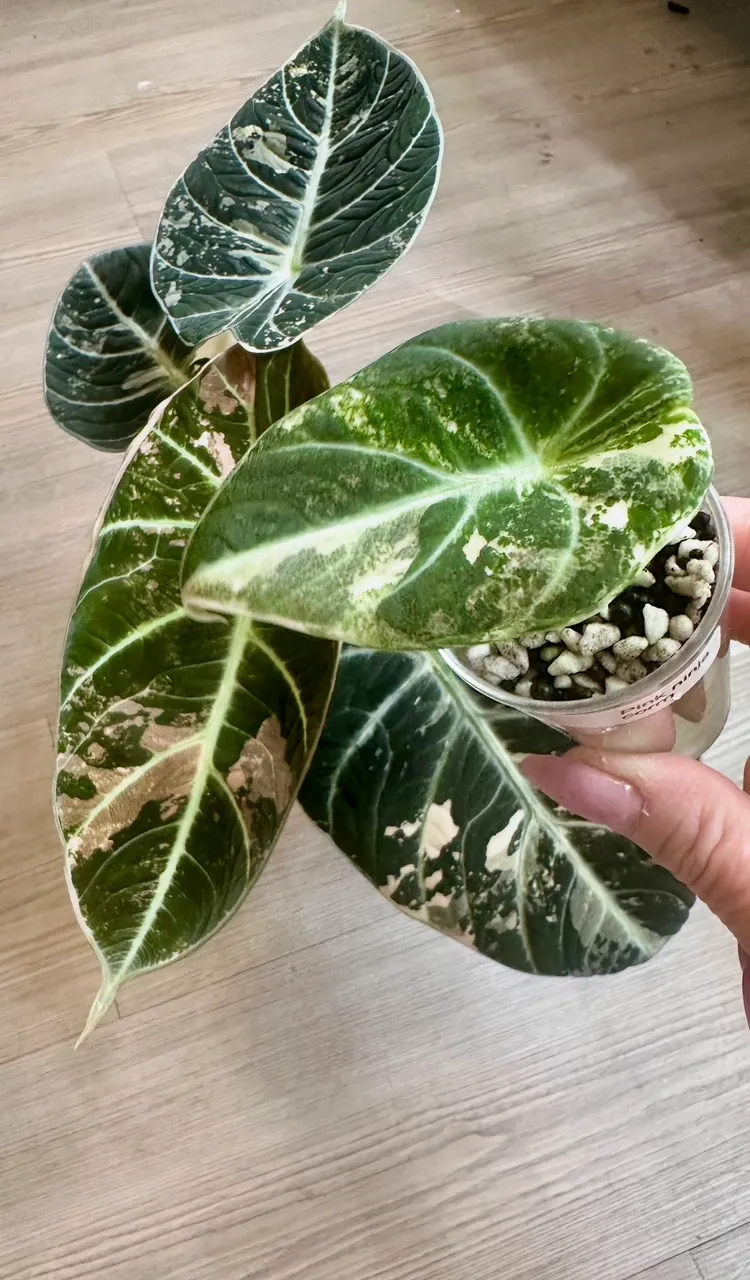 Pink Mint Cuprea Alocasia pup ($199) from @RareFloraBoutique