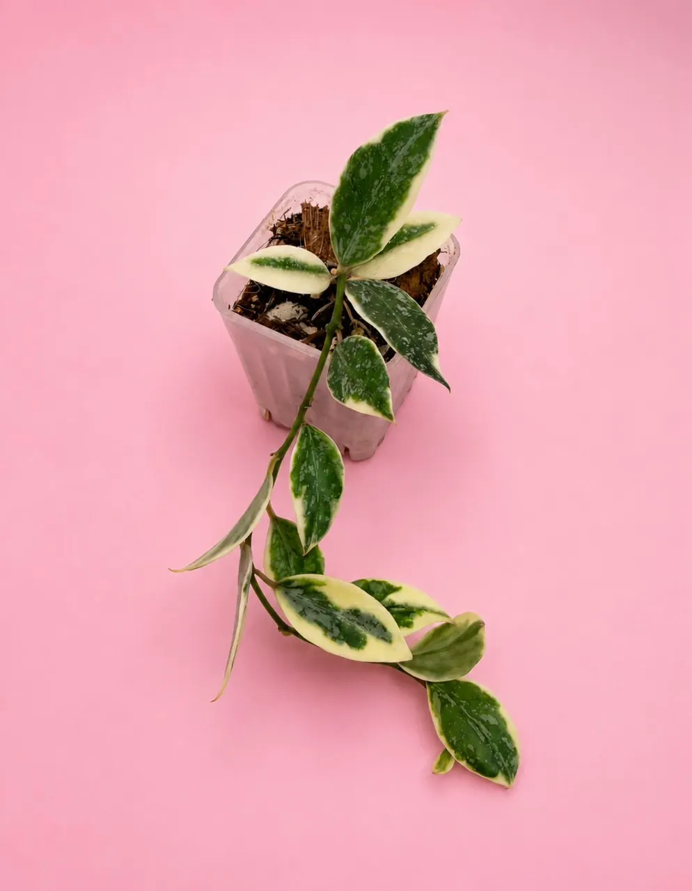 Hoya Variegated Chinghungensis ($140) from @LeafyLeafHawaii