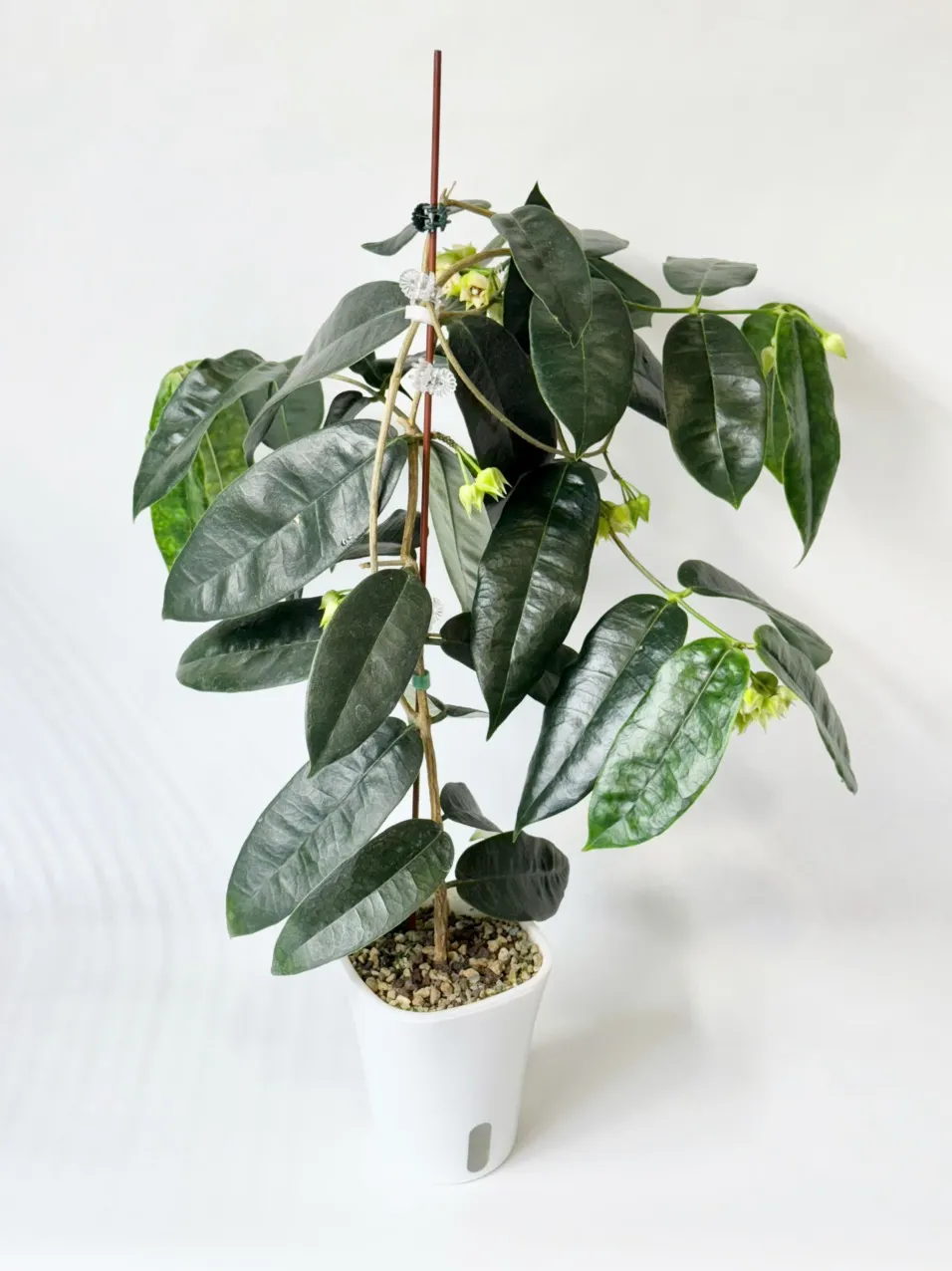 Hoya amicabilis 'Silver' ($48) from @thetrailingfoliage