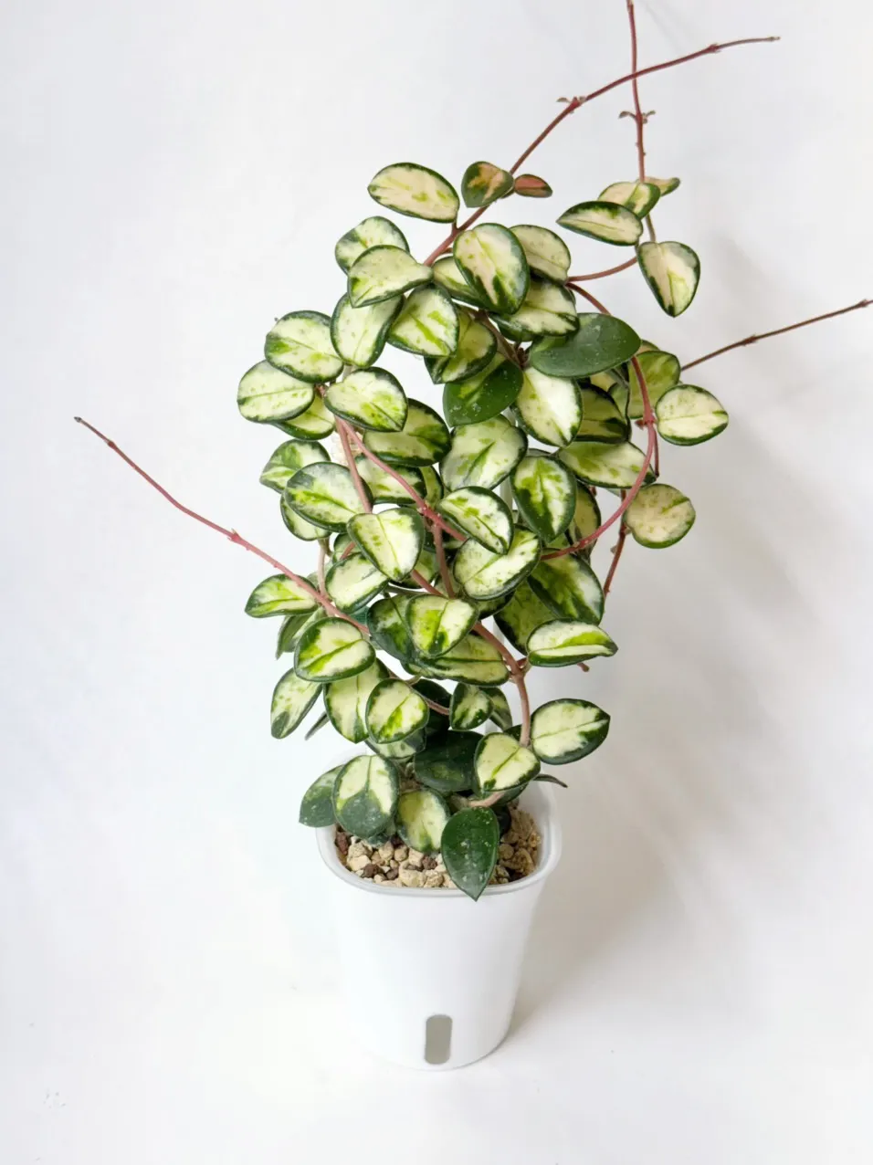 Hoya amicabilis 'Silver' ($48) from @thetrailingfoliage