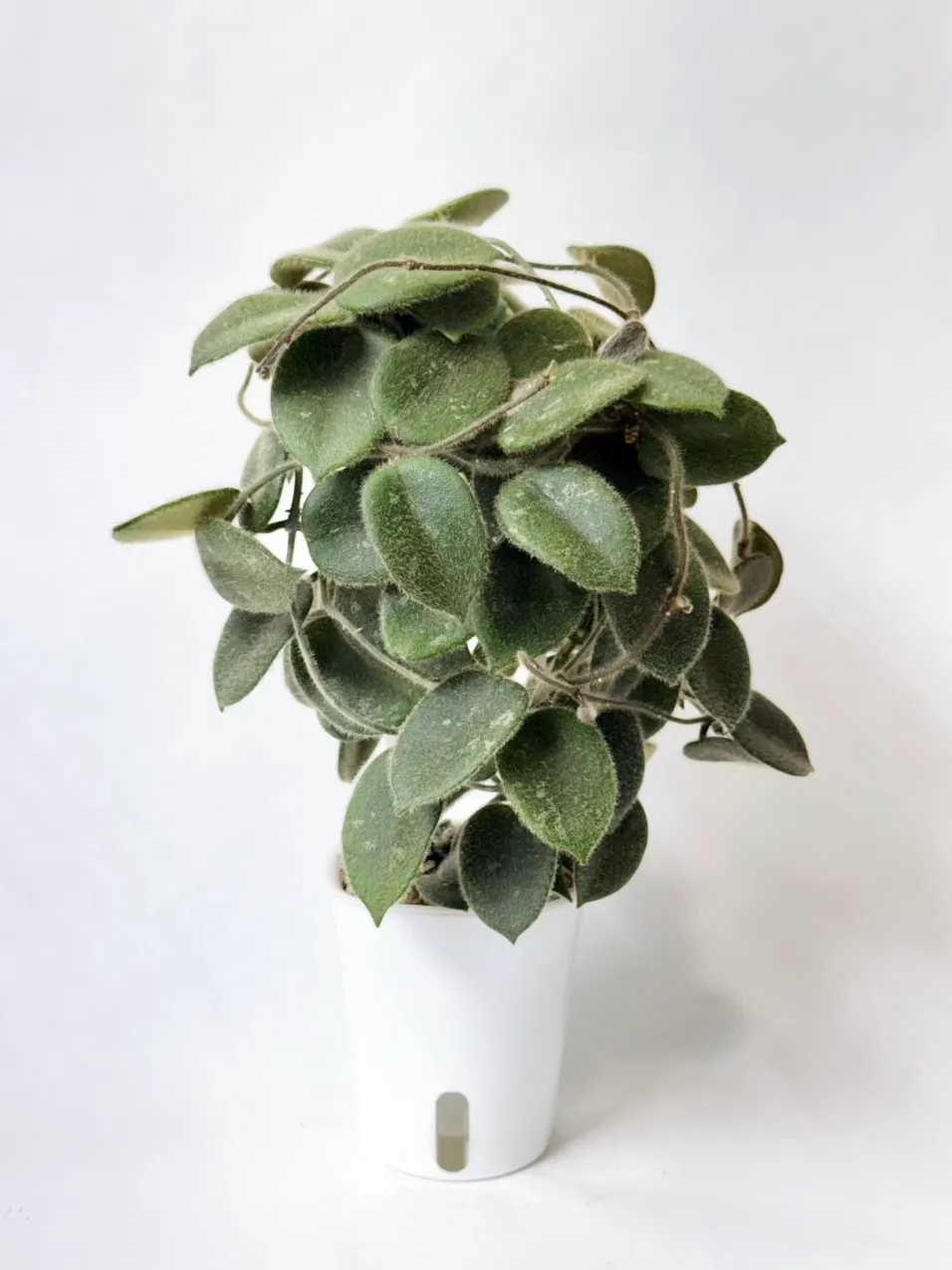 Hoya amicabilis 'Silver' ($48) from @thetrailingfoliage