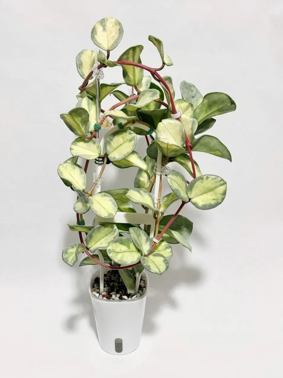 Hoya amicabilis 'Silver' ($48) from @thetrailingfoliage