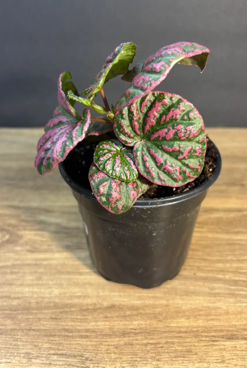 Begonia Roseopunctata 4” 4558 ($52) from @TyesTropicalTreasures
