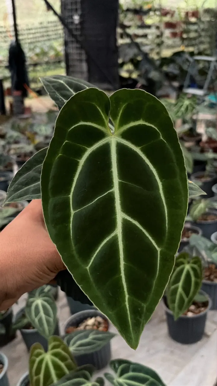 Anthurium SKG Silver X Red Crystallinum ($105) from