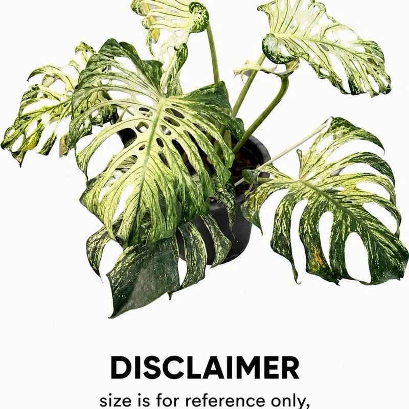 Monstera Devil Monster Tissue Culture Plant – Grade B | (TC