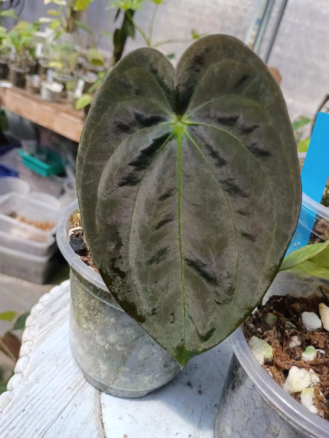 Anthurium lutheri cutting ($25) from @TheGreenAddiction