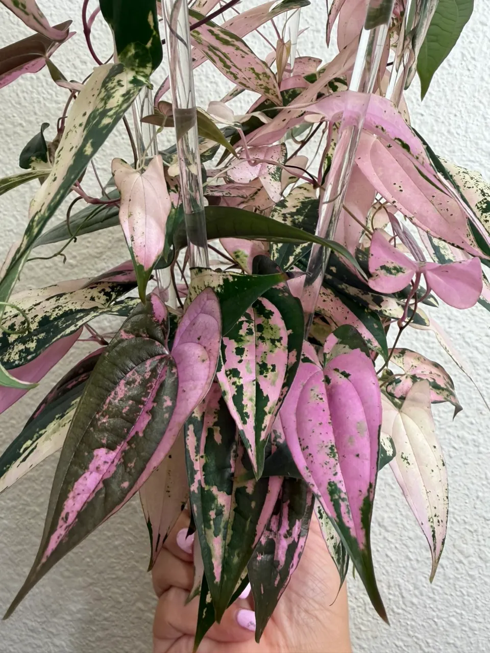 Hoya Variegated Chinghungensis ($140) from @LeafyLeafHawaii