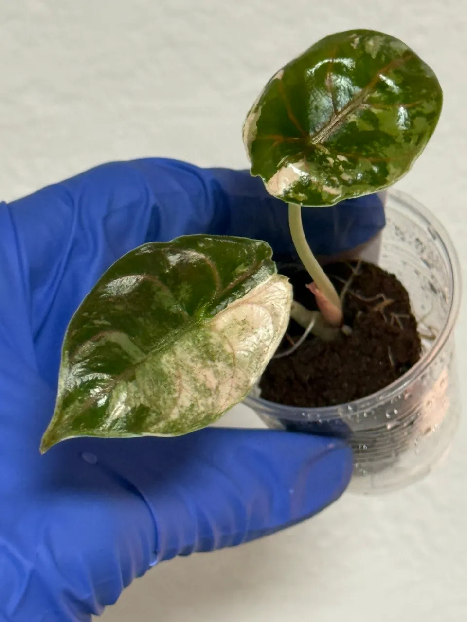 Alocasia Azlanii Pink Albo #137 - high color ($99) from @SolarMonstera