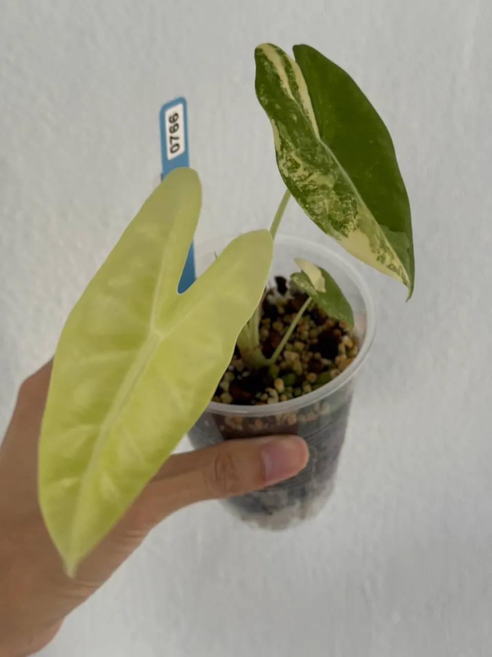 Alocasia Azlanii aurea var tc in gel #528 ($80) from @SolarMonstera