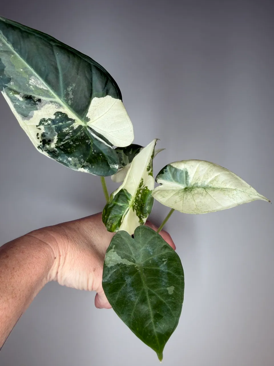 Alocasia Regal Shield Albo ($225) from @TropicalPlantShop
