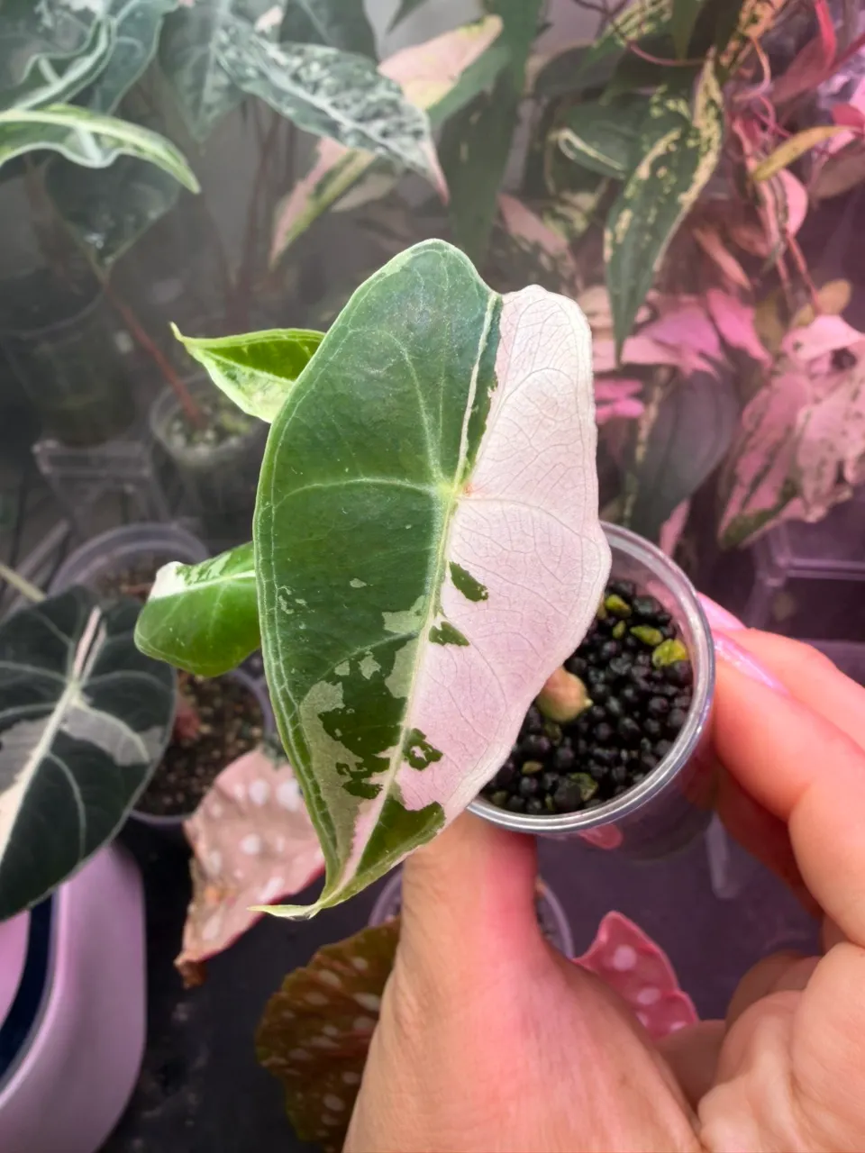 Hoya Variegated Chinghungensis ($140) from @LeafyLeafHawaii