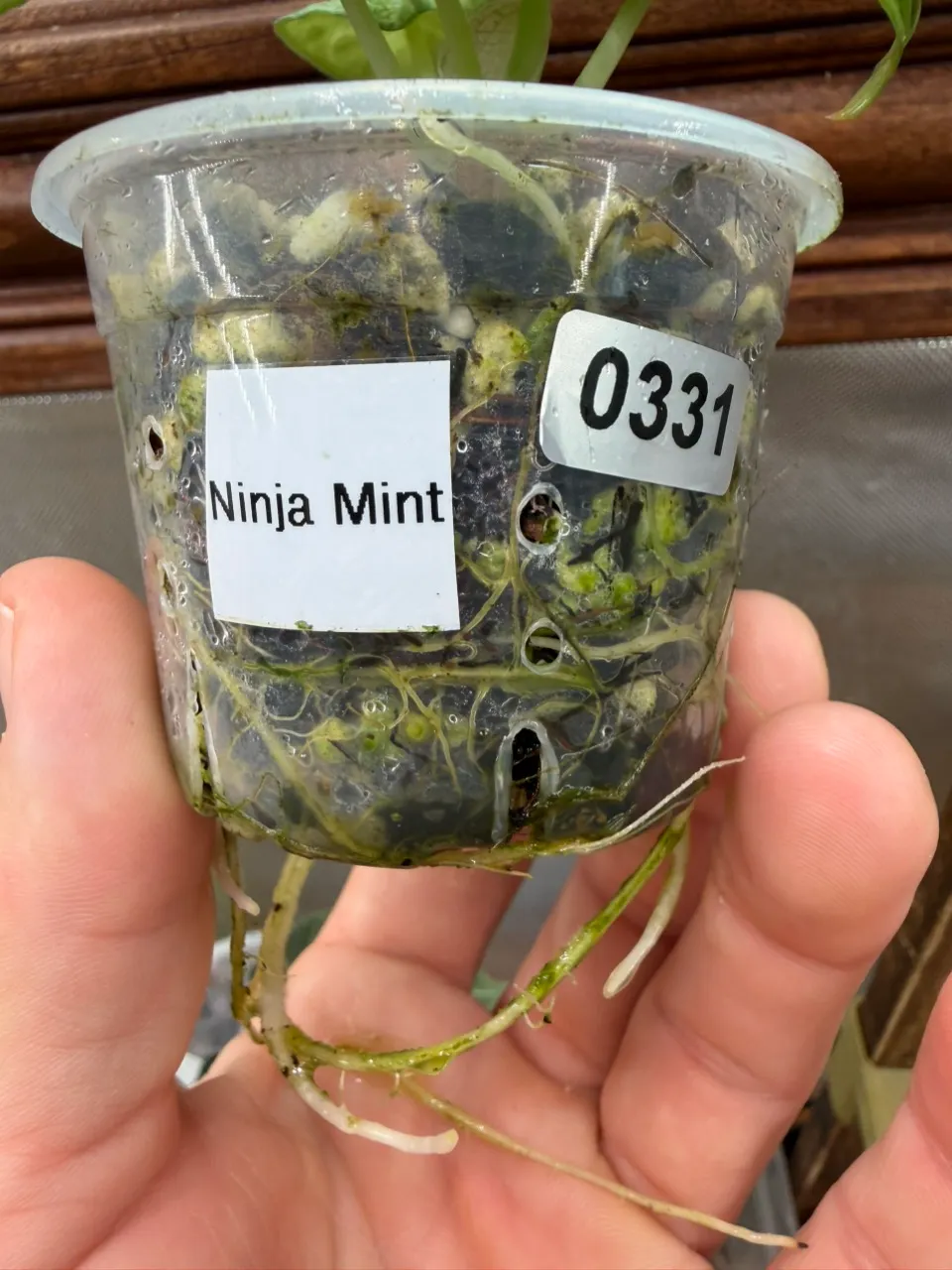 Alocasia Ninja Mint #331 ($35) from @Extreme_Aroids