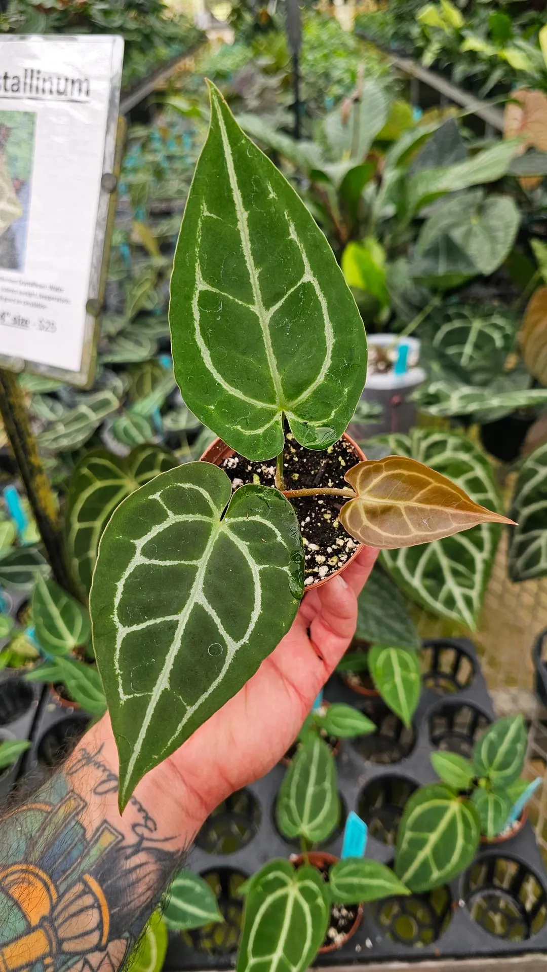 Anthurium SKG Silver X Red Crystal 4in ($45) from @MiyagisGarden