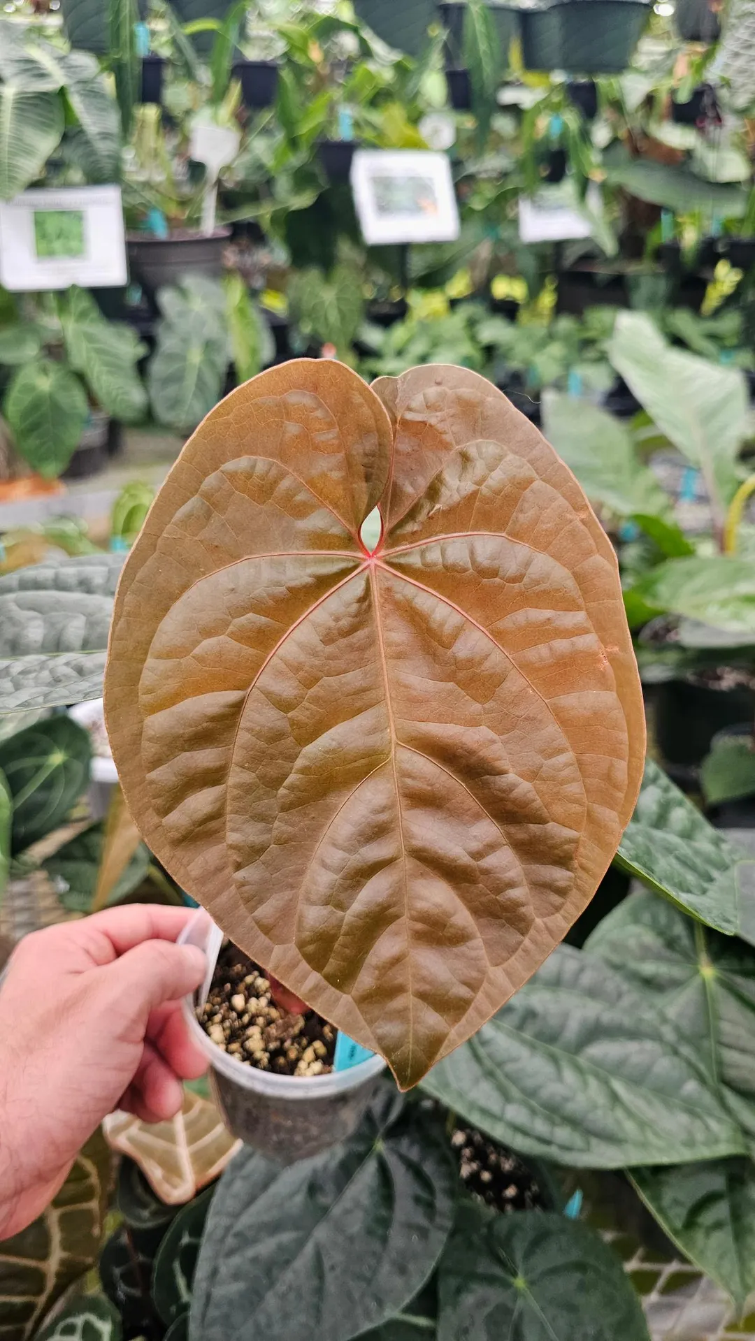 Anthurium SKG Silver X Red Crystal 4in ($45) from @MiyagisGarden