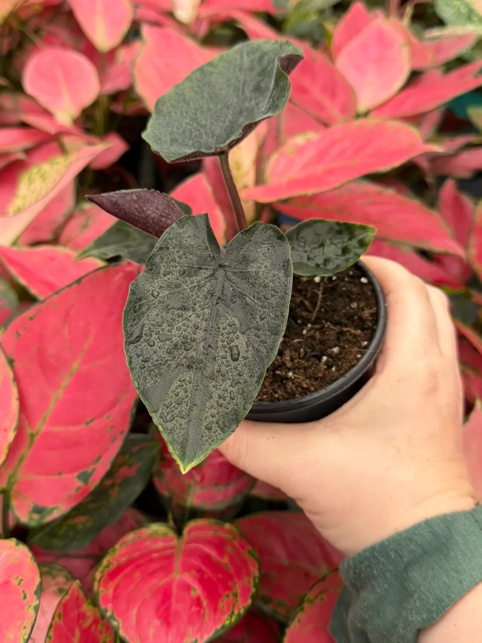 Anthurium Silver Blush X Dorayaki Silver Bowl Specific Plant 4”Pot