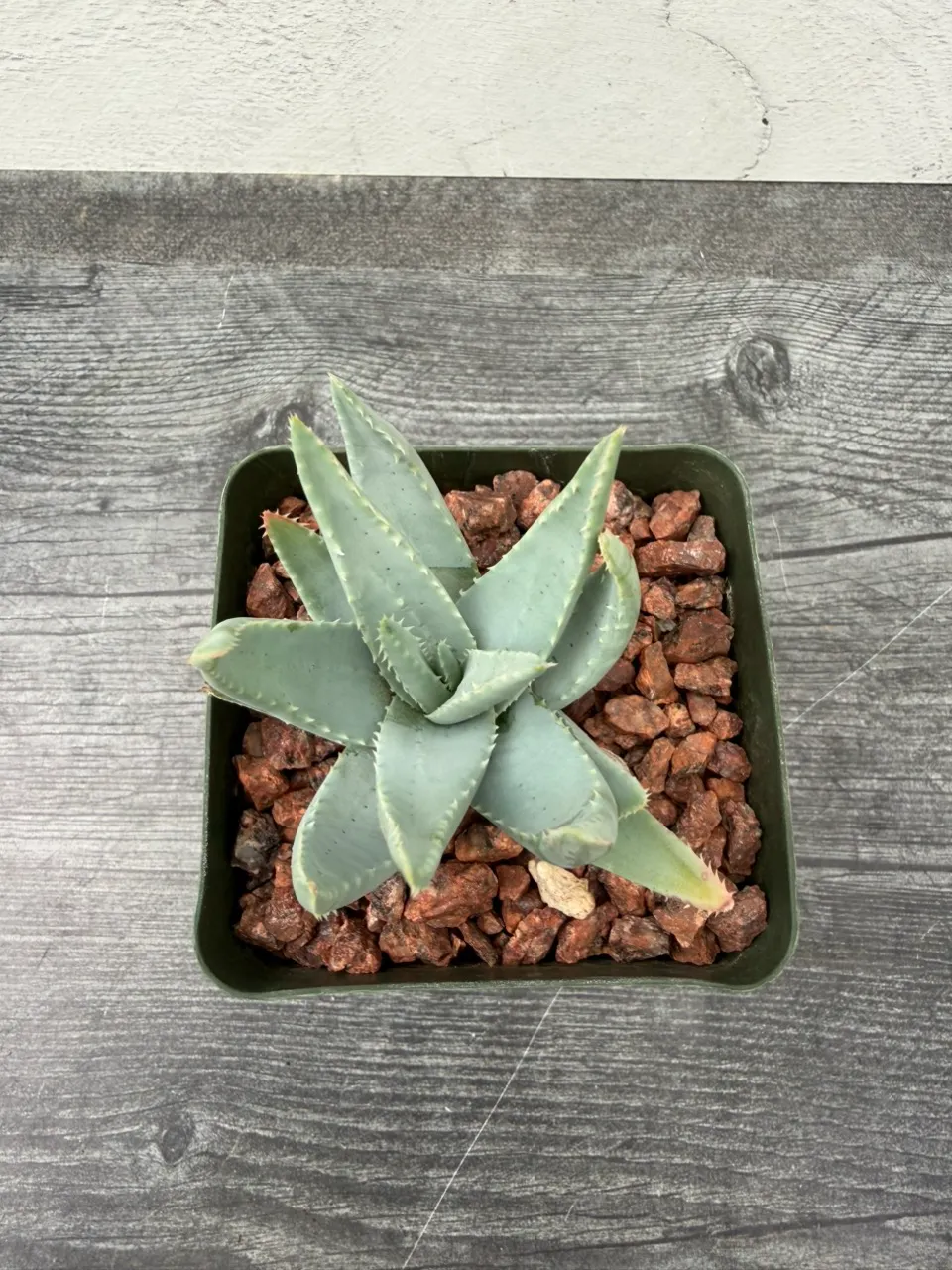 PS210 Aloe krapohliana var. dumoulinii ($20) from @LASucculents