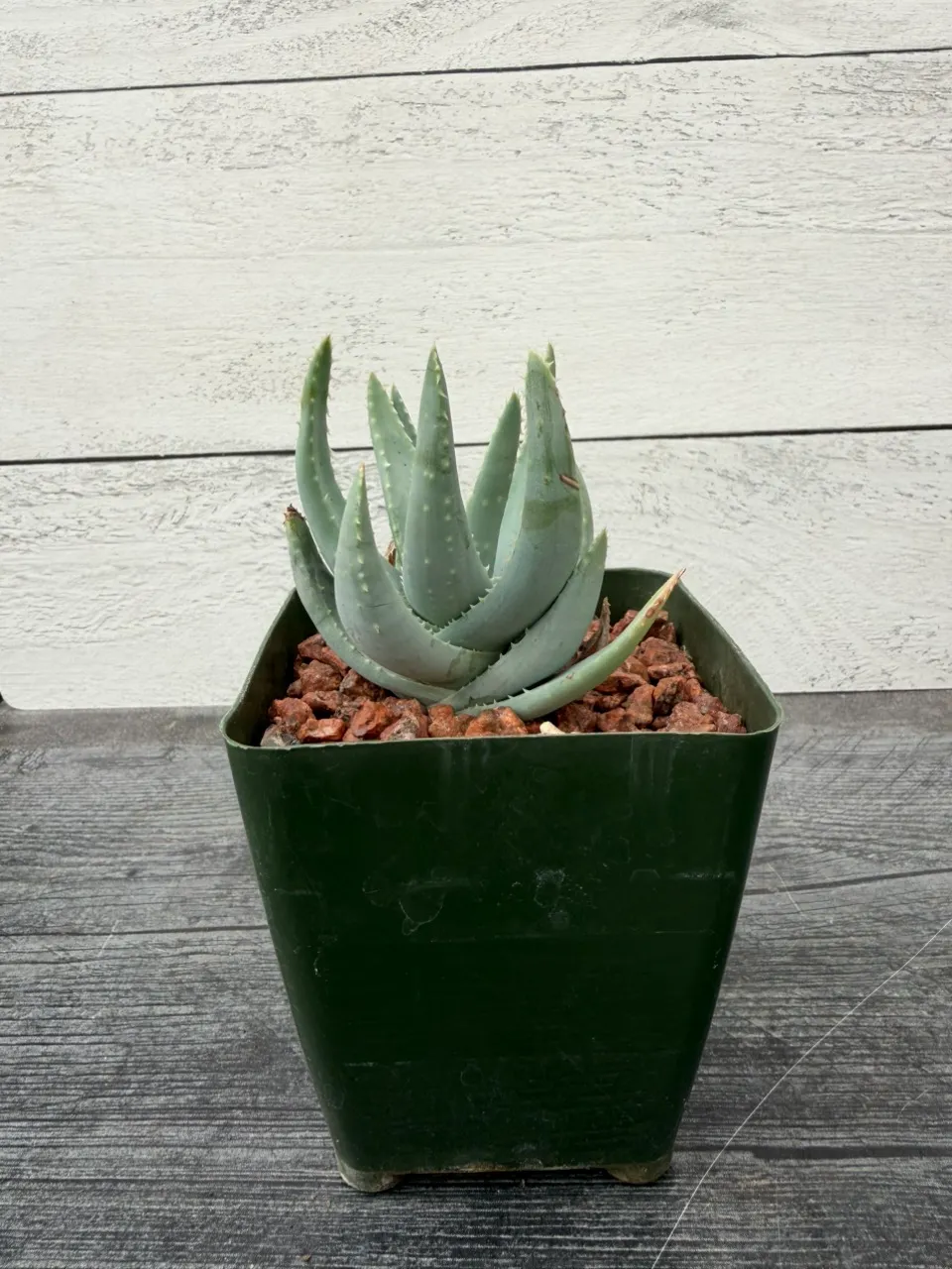 PS210 Aloe krapohliana var. dumoulinii ($20) from @LASucculents