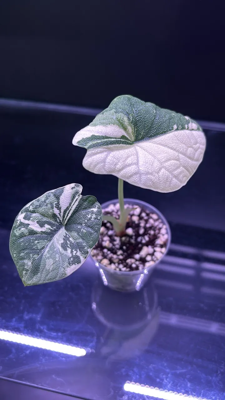 Alocasia Melo Albo ($105) from @PurpleLeafHaven