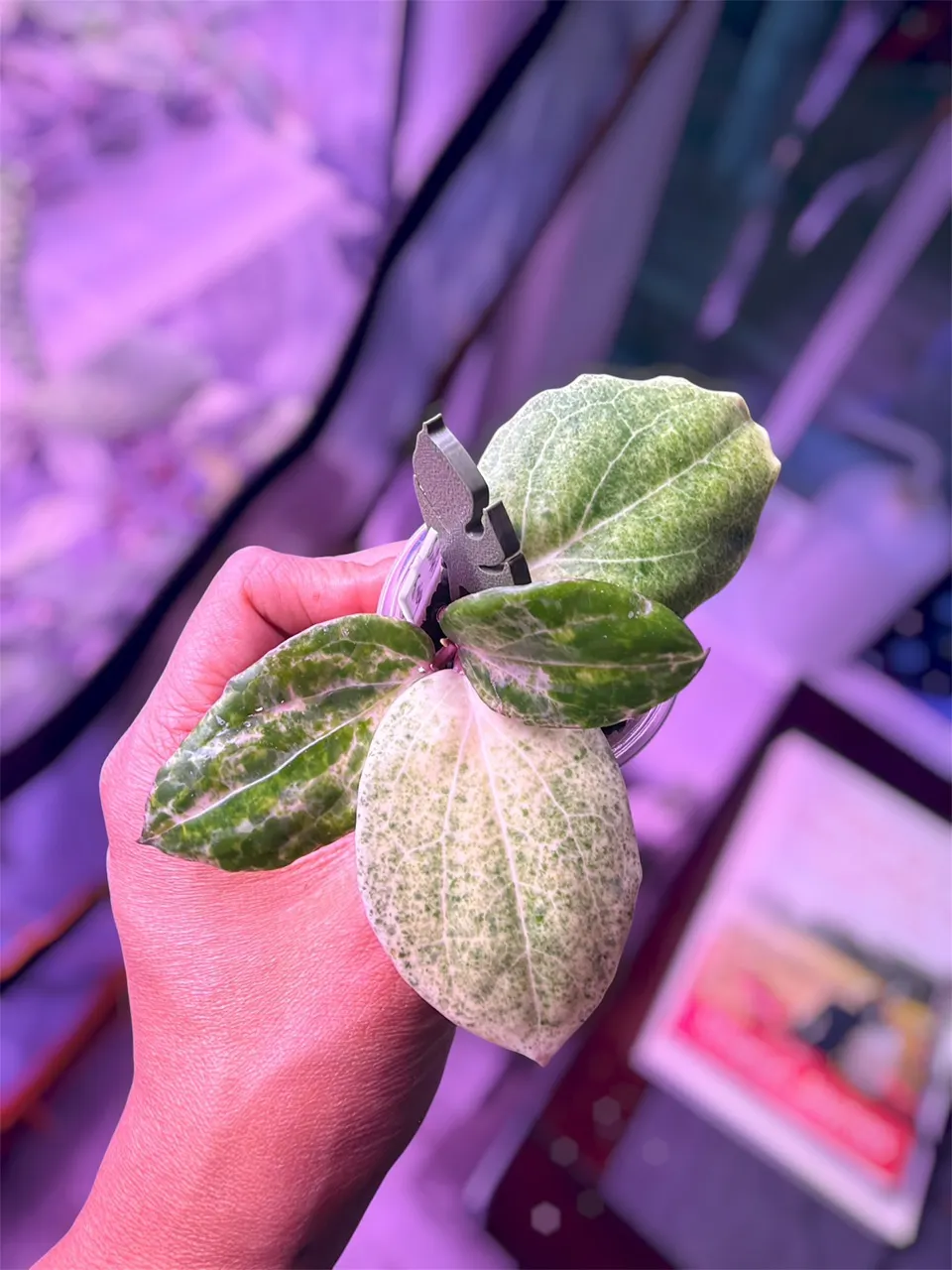 Hoya Nervosa Jokul Silver ($55) from @VYNEPlants