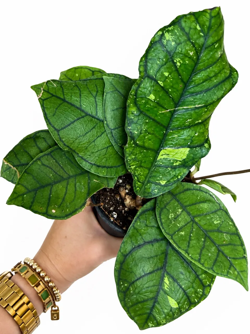 6” Anthurium 'Silver Tiger' x (RC x Dorayaki) ($195.99) from
