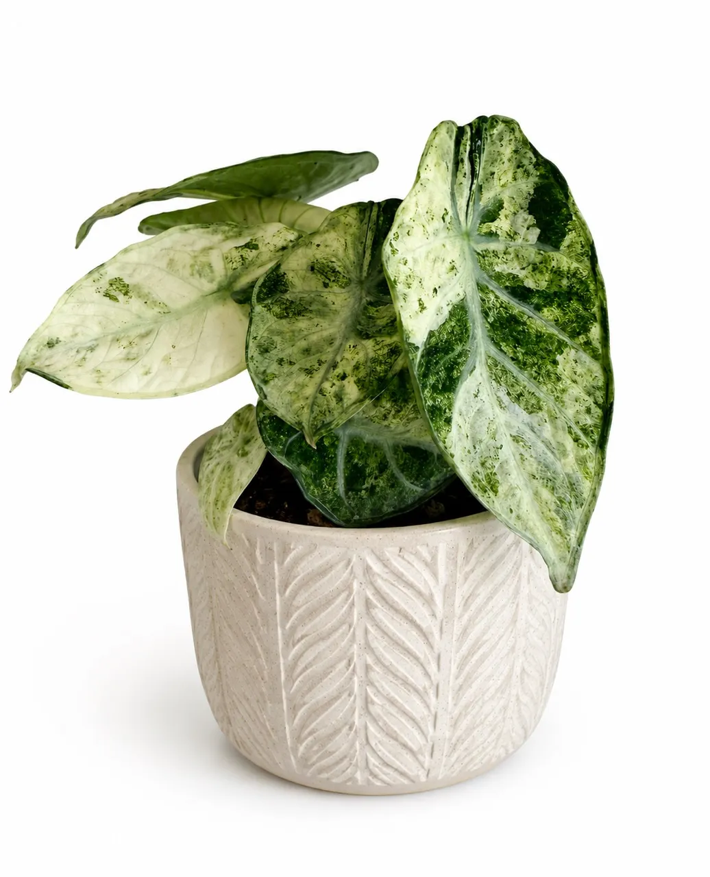 6” Anthurium 'Silver Tiger' x (RC x Dorayaki) ($195.99) from