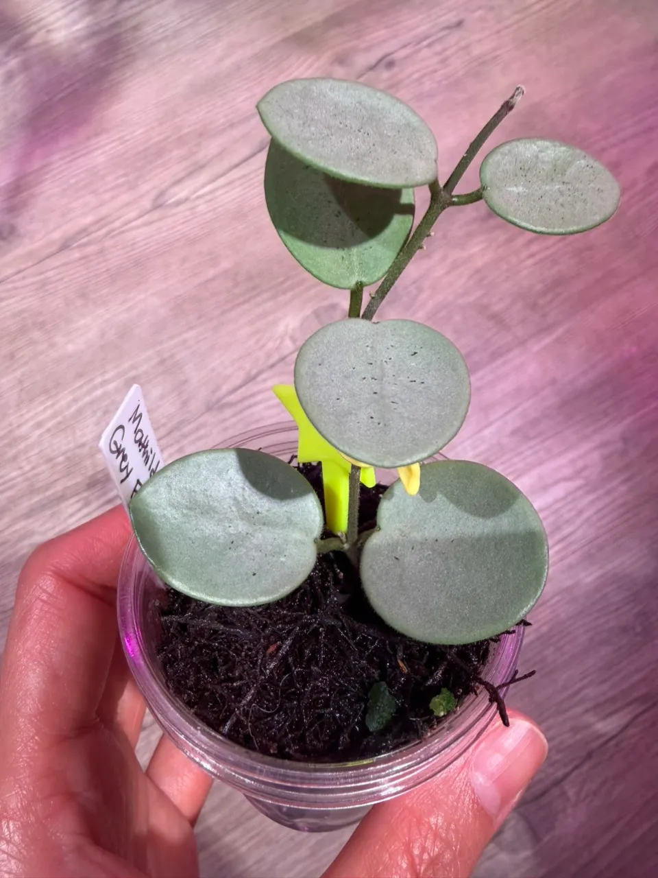 Hoya Stenakei dark ($55) from @Gmae