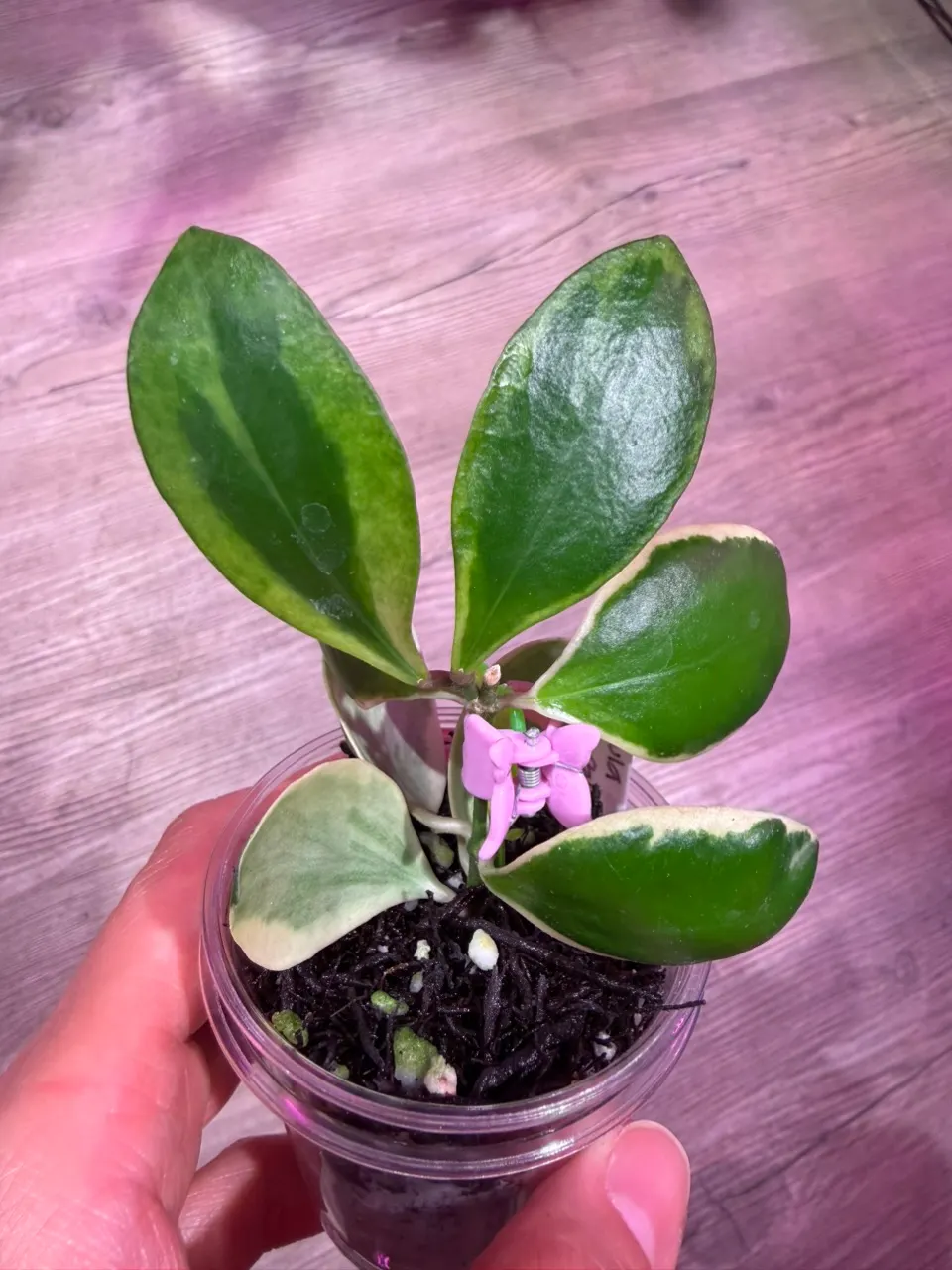 Hoya Stenakei dark ($55) from @Gmae