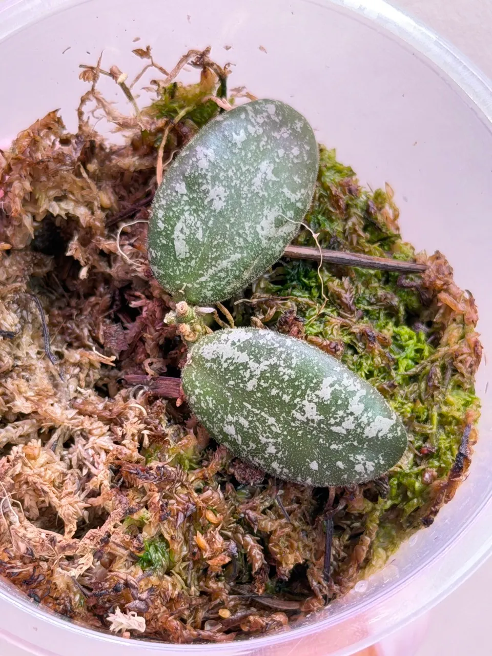 Hoya Pubicalyx Albo / peridot variegation ($249) from @HoyaHills