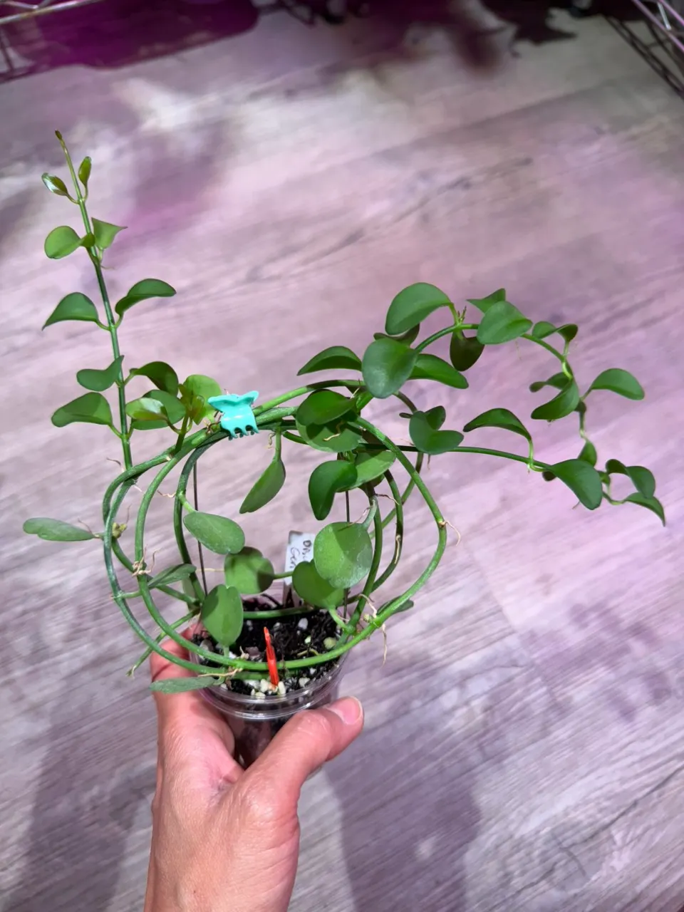 Hoya Hypolasia ($25) from @Gmae