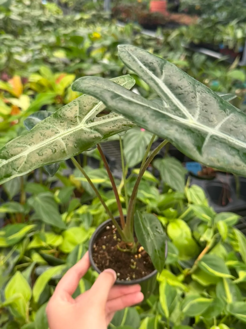 Anthurium RVDP x FS Specific Starter 14301SMP | F ($20) from