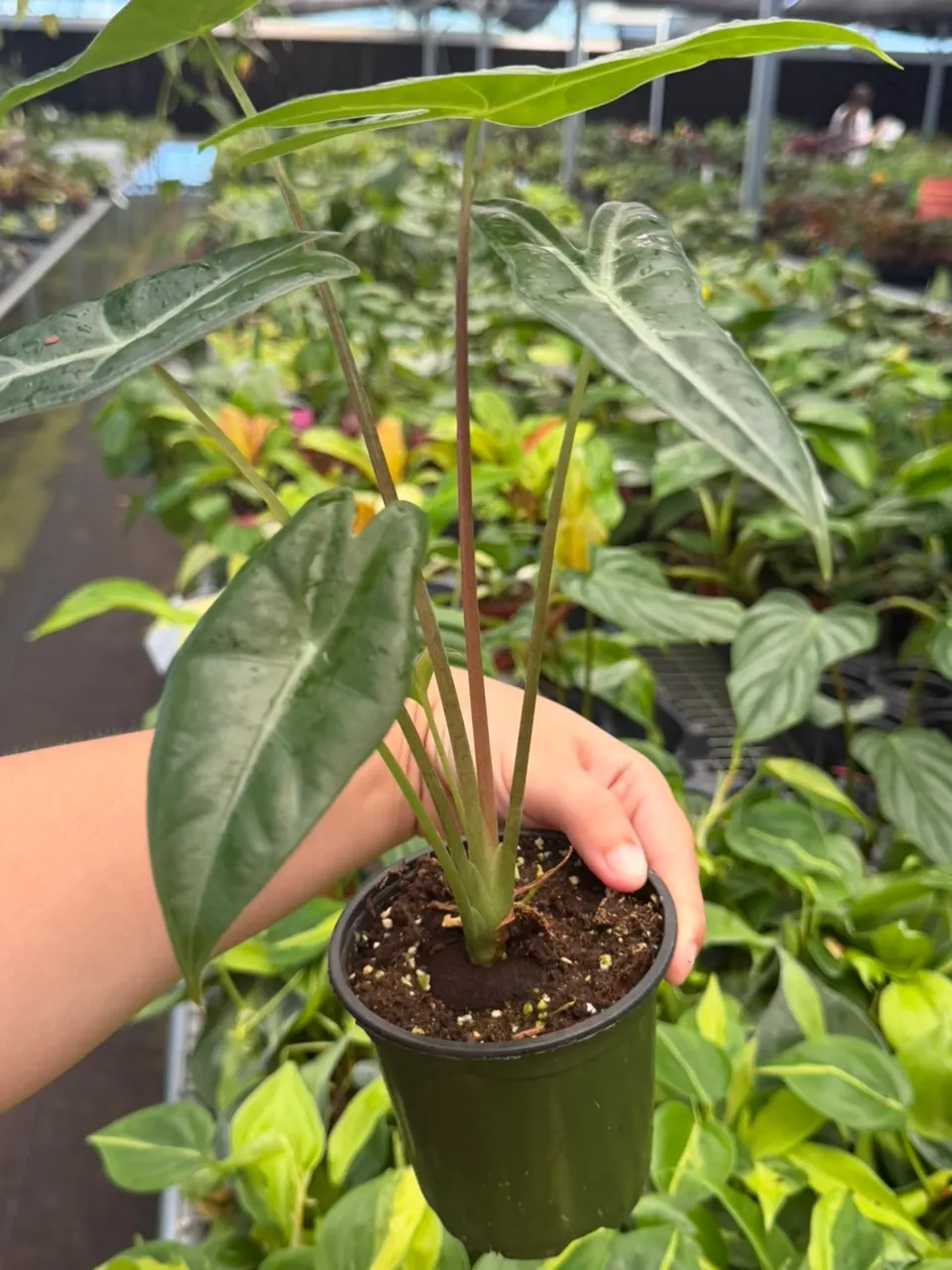 Anthurium RVDP x FS Specific Starter 14301SMP | F ($20) from
