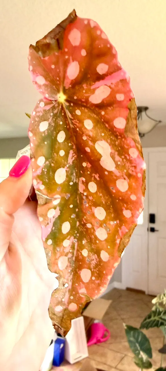 PINK Ninja (not mint) Alocasia ($625) from @MistyingMyPlanties