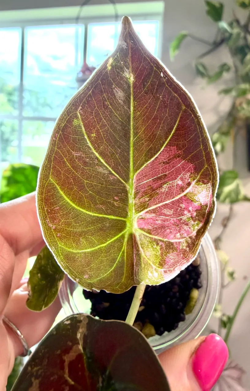 PINK Ninja (not mint) Alocasia ($625) from @MistyingMyPlanties