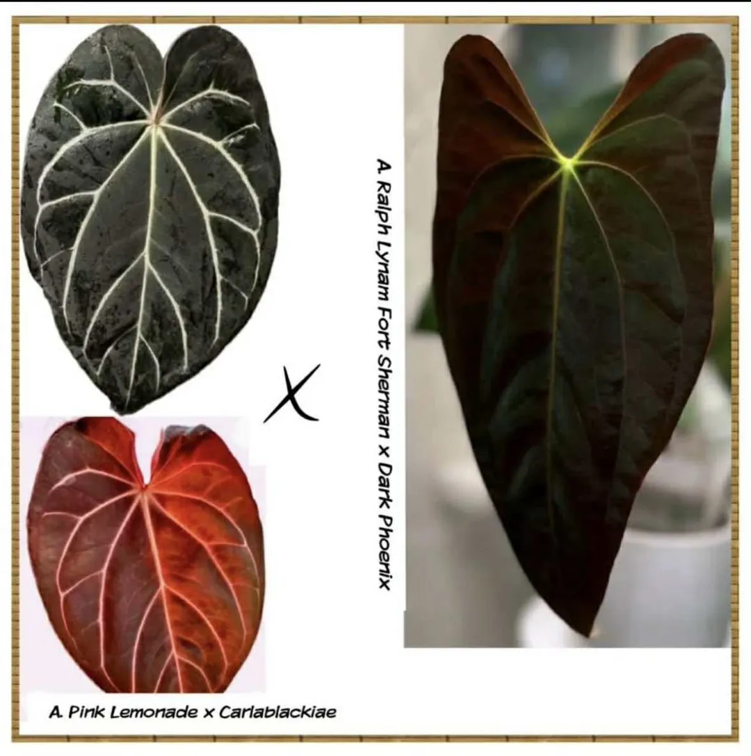 Anthurium Pink Lemonade x Carlablackaie X RLFS x Dark Phoenix ($18